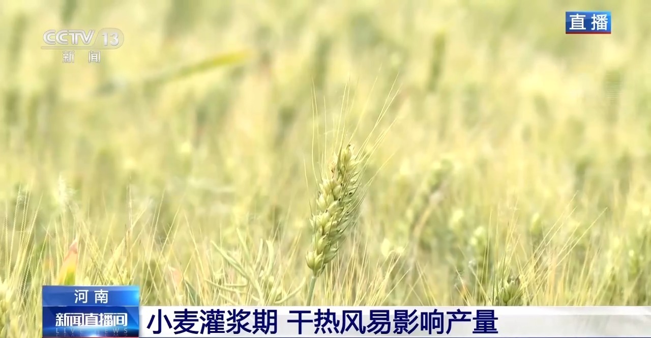 干热风预警拉响 小麦灌浆期如何保丰收？