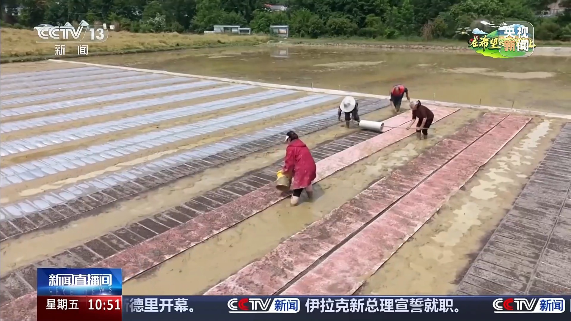  把稻种“印”纸上再铺到田里 水稻育秧太省心了