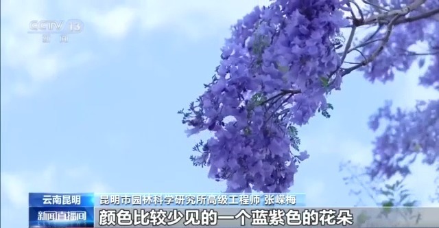 蓝花楹开、行道树挂果、推窗见绿 云南城市绿化氛围感拉满
