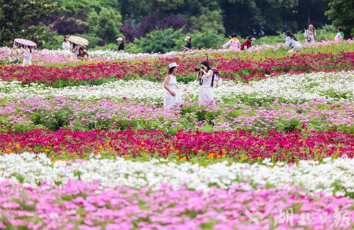 初夏时节，在东湖徜徉“五彩花海”！