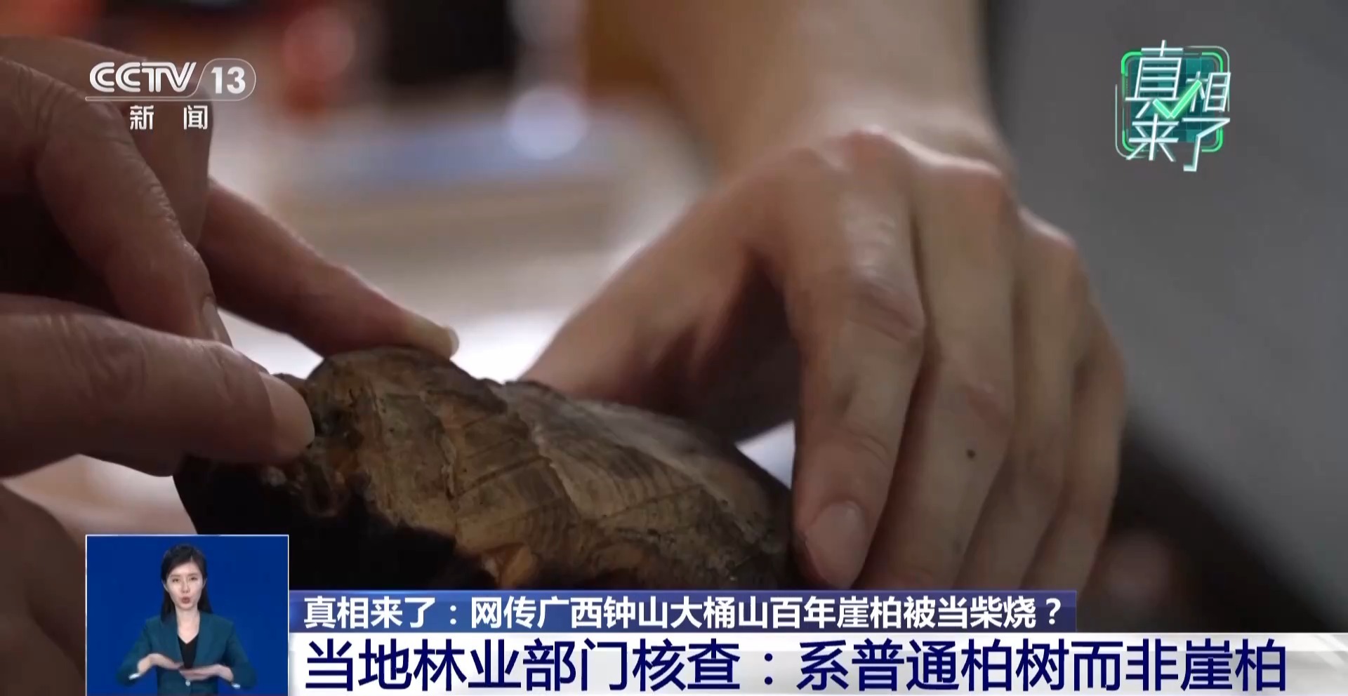  真相来了丨网传广西大桶山“崖柏”被砍当柴烧？专家：系普通柏树