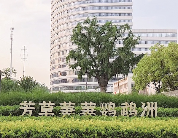  500多岁古银杏满身翠绿 游人三五成群或拍照或休憩 在汉阳显正街触摸千年知音文脉