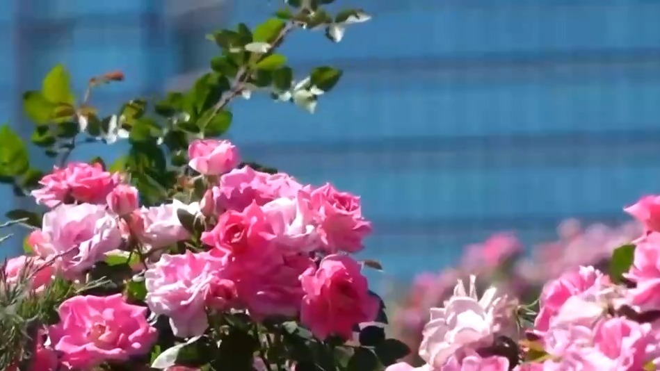  一路生花！火出圈的“月季项链”背后还有这些黑科技