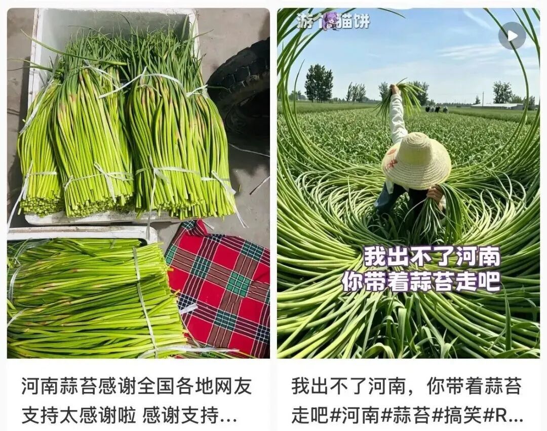 网传“河南蒜薹滞销弃收”，真相究竟如何？