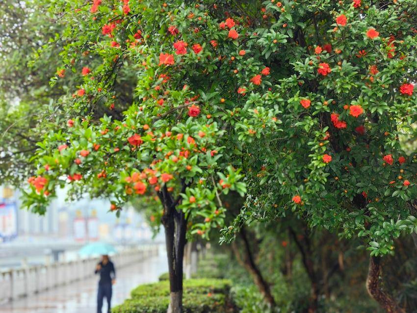  保康：榴花盛放艳初夏