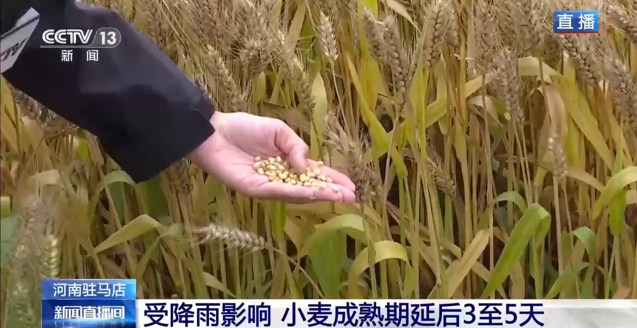 河南驻马店小麦将集中收获 产量有望创三年新高