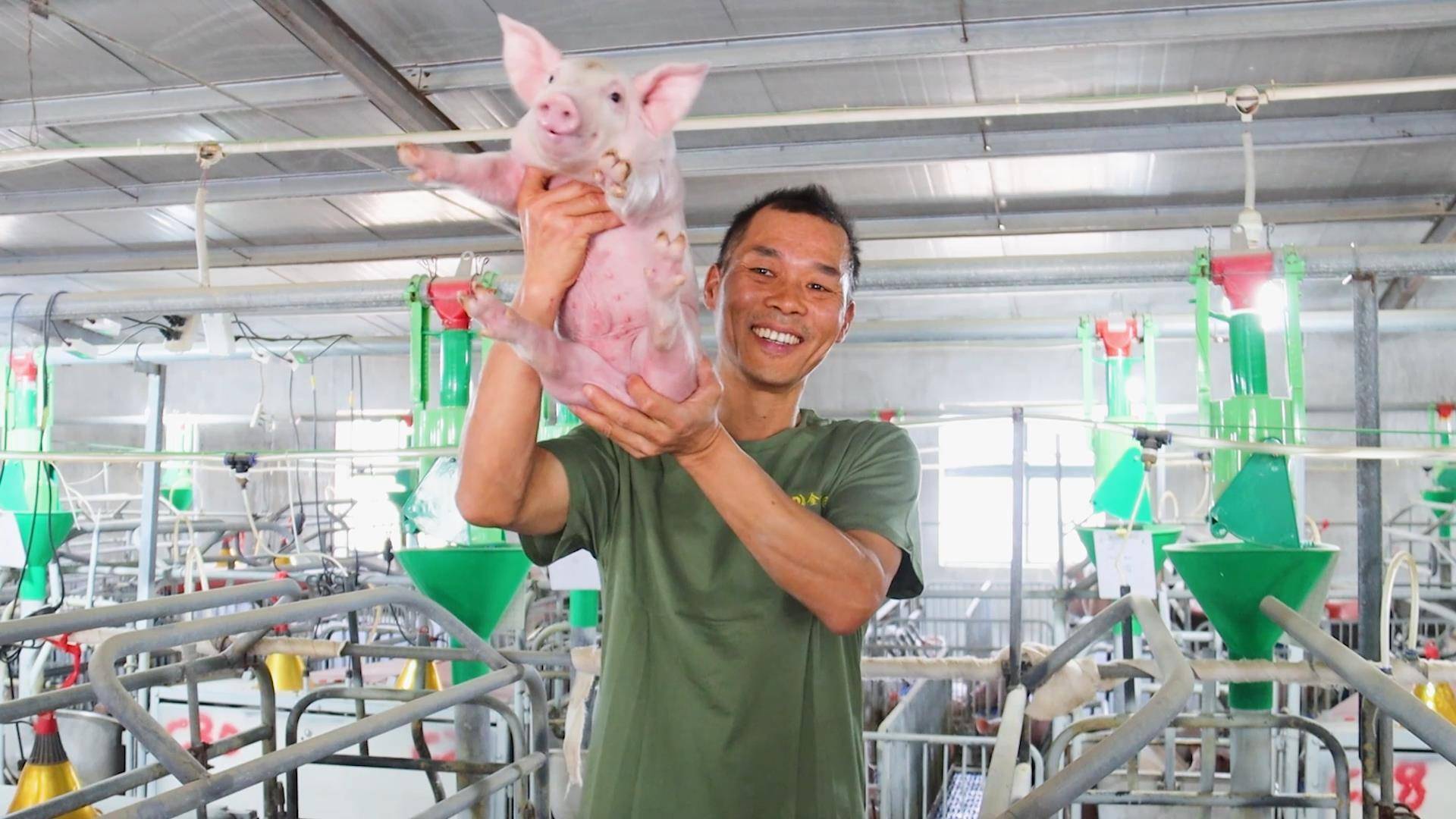 猪价下跌企业经营承压 1100万元信贷助力企业跨越艰难期