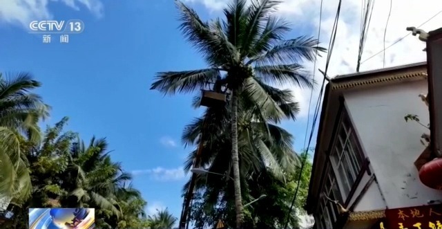 蓝花楹开、行道树挂果、推窗见绿云南城市绿化氛围感拉满(图6)