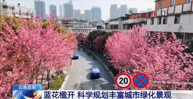 蓝花楹开、行道树挂果、推窗见绿云南城市绿化氛围感拉满(图4)