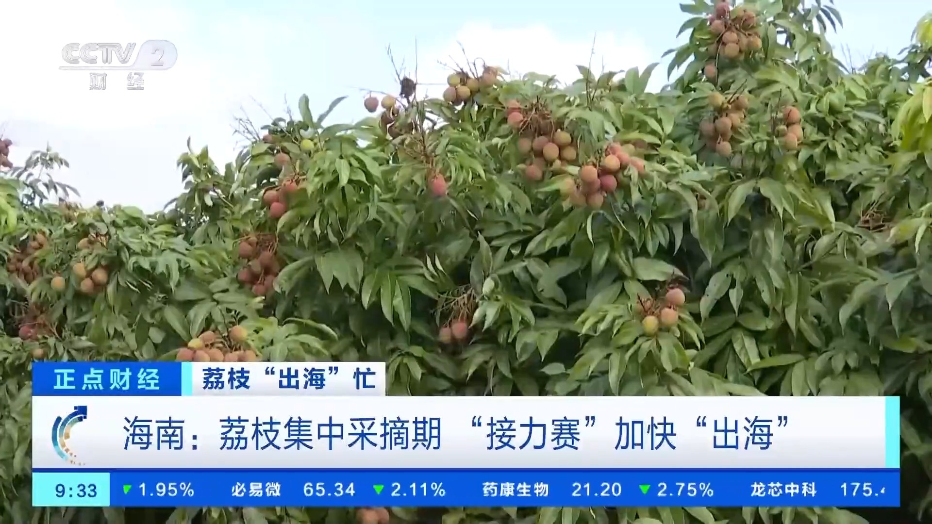 远销海外！海南自贸港多项便利举措助力荔枝加速“出海”