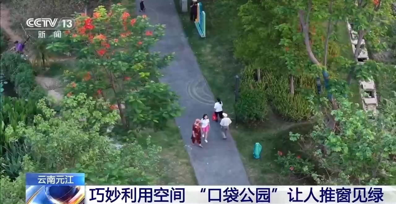 蓝花楹开、行道树挂果、推窗见绿云南城市绿化氛围感拉满(图10)