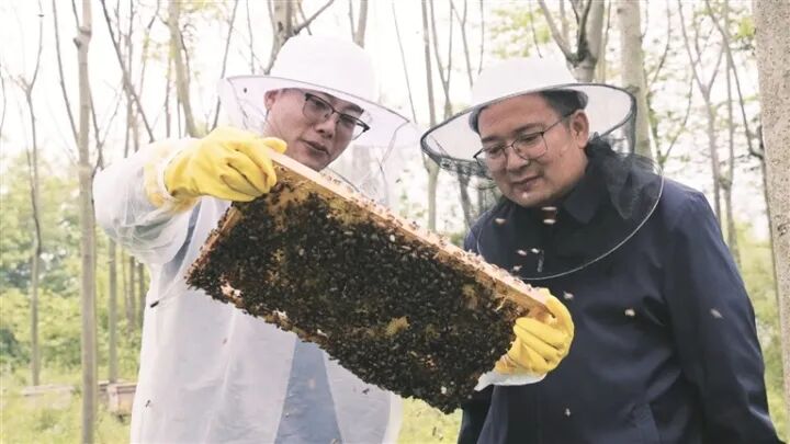  “蜂”华正茂 蜜酿乡情——东宝两位科技特派员的“甜蜜”事业