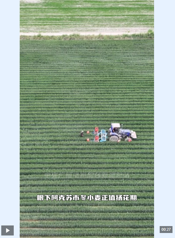  新疆阿克苏：“麦”向丰收 “玉米”同行！1.2万亩麦田里“种”出新希望