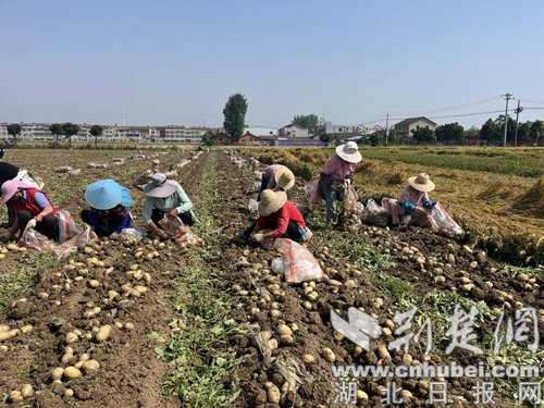 京山市永漋镇土豆喜获丰收