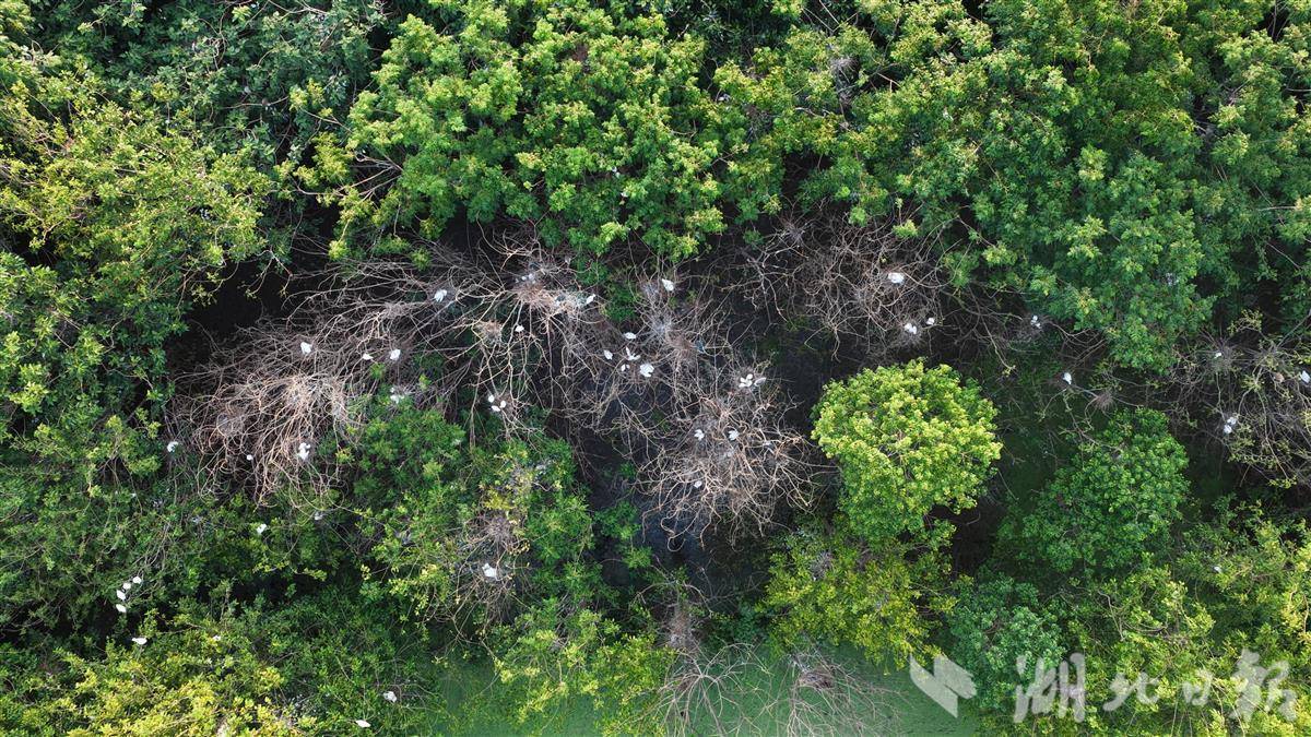 成群鹭鸟繁衍嬉戏！汉川汈汊湖湿地生态修复造就“鸟类天堂”