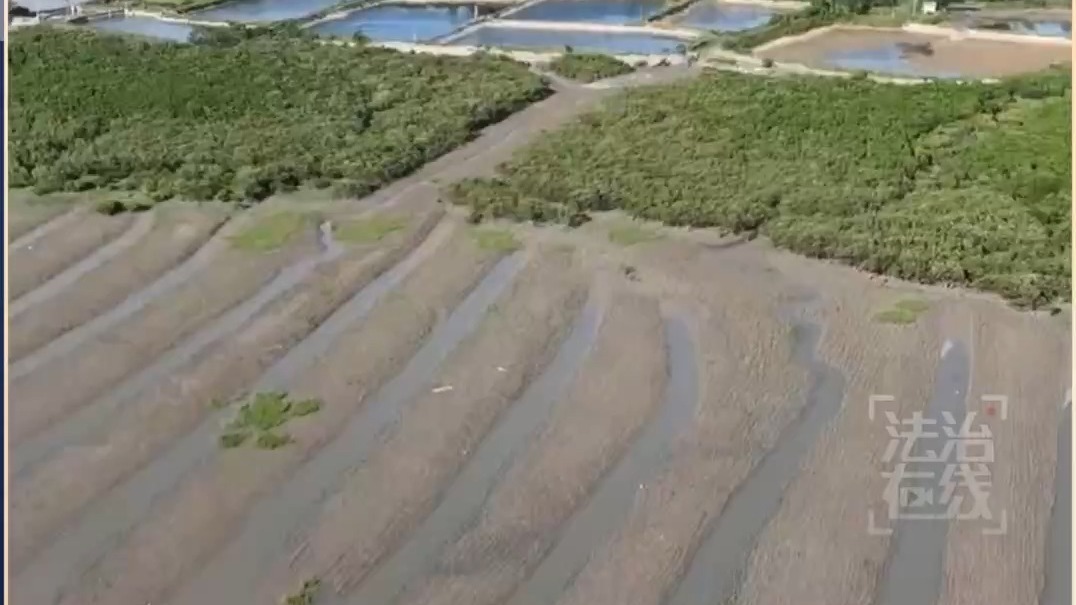 近海生态监管不力！北海红树林大面积死亡 钦州养殖场私设管道偷排