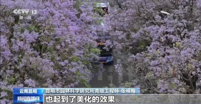蓝花楹开、行道树挂果、推窗见绿云南城市绿化氛围感拉满(图3)