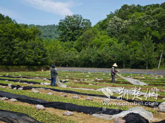  京山市绿林镇：黄蜀葵移栽忙 轮种增收有良方