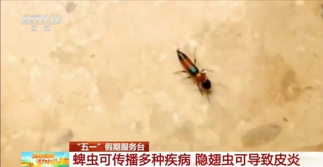 红火蚁、蜱虫、隐翅虫 户外游玩要警惕“不速之客”