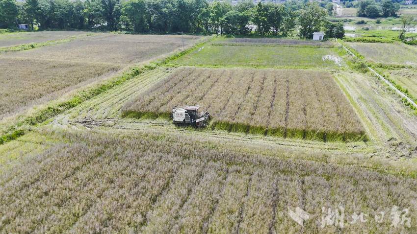  科技赋能保丰收 崇阳22.51万亩油菜开镰