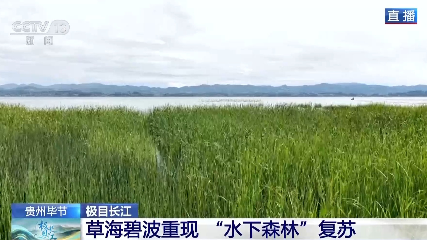  草长鸟翩飞 水清江豚跃 探寻长江生态修复的答案