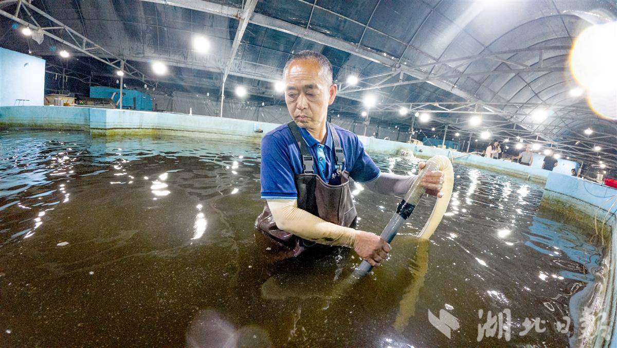 枝江鲈鱼苗畅销全国 水产养殖产业势头向好