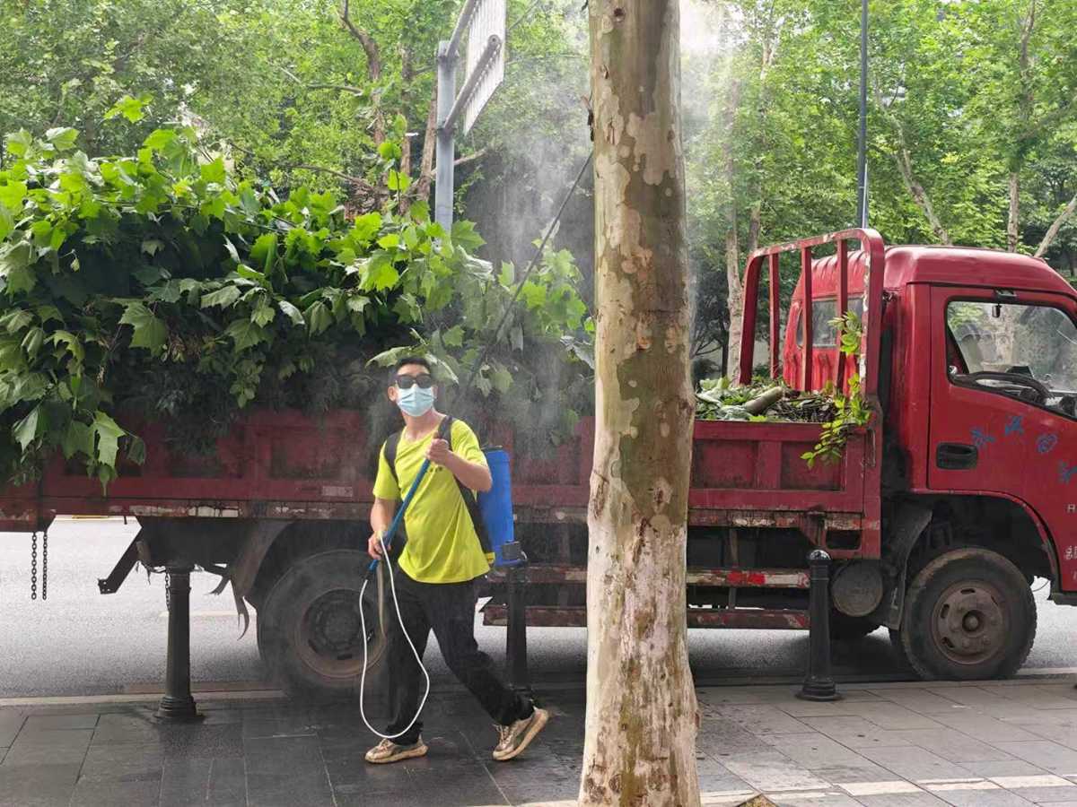  6000株法桐迎来“药浴”，天牛幼虫乖乖爬出来