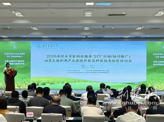 高油酸不再“低产”！华油杂320实测亩产238公斤 实现“高油高抗高产”历史性协同突破