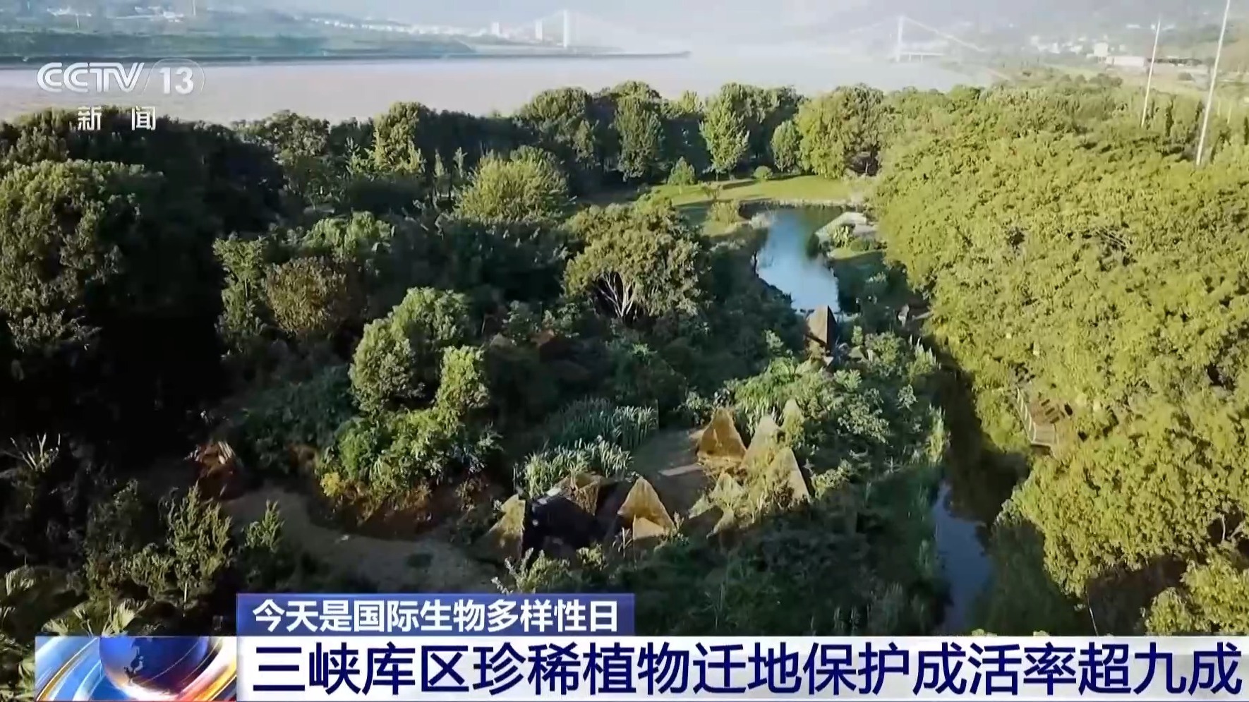 超33万亩栖息地被修复 13条生态走廊让大熊猫们“安全串门”