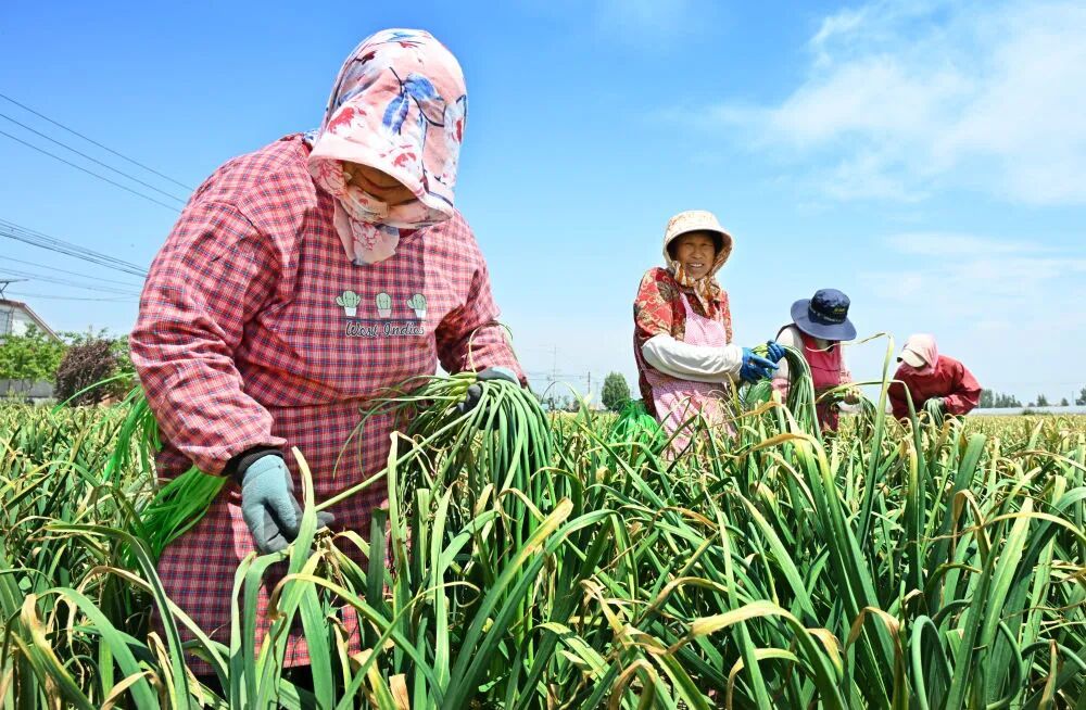 “免费抽蒜薹”，火了