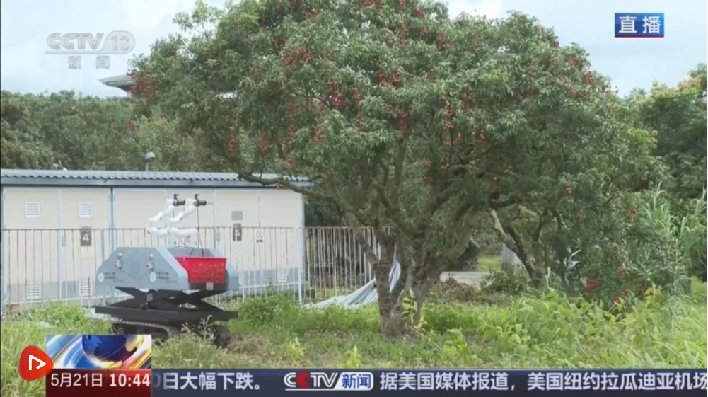  科技助力特色产业耕出好景“智” “小”荔枝串起乡村振兴“大文章”