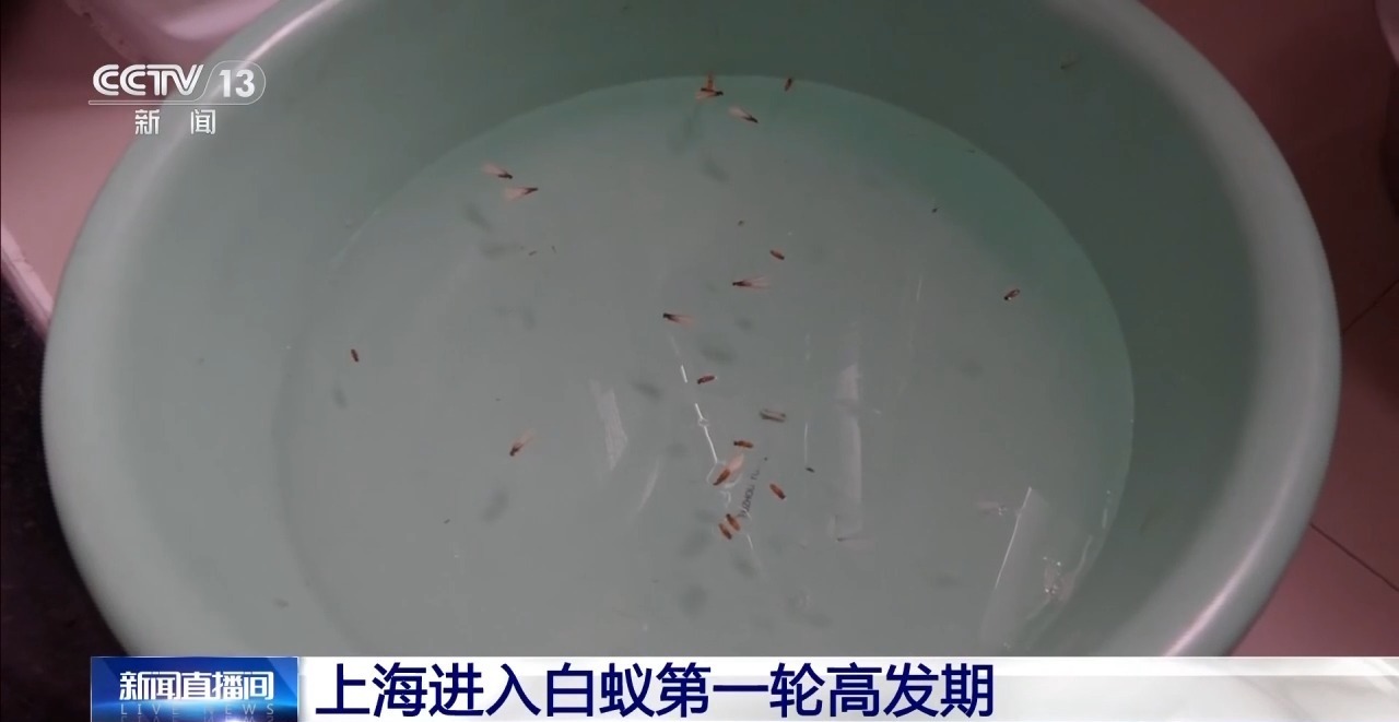 上海进入白蚁高发期 专家提醒：须找专业人士处理