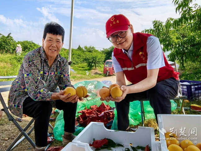 孝昌收费站助力观音湖黄桃丰产丰收