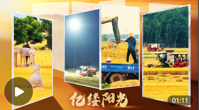 亿缕阳光·乡见｜麦浪翻金夏收忙
