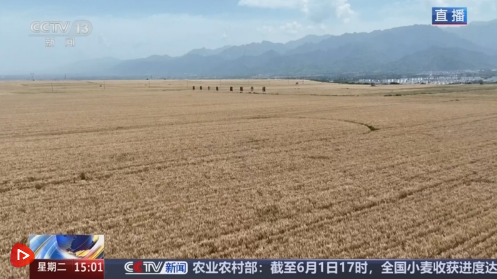 用镜头记录丰收喜悦 广袤金色田野 “丰”景这里独好
