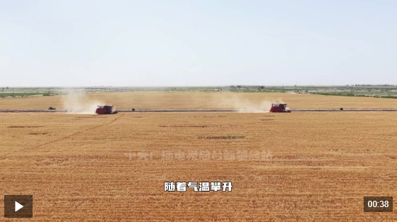新疆喀什：360余万亩冬小麦喜迎丰收