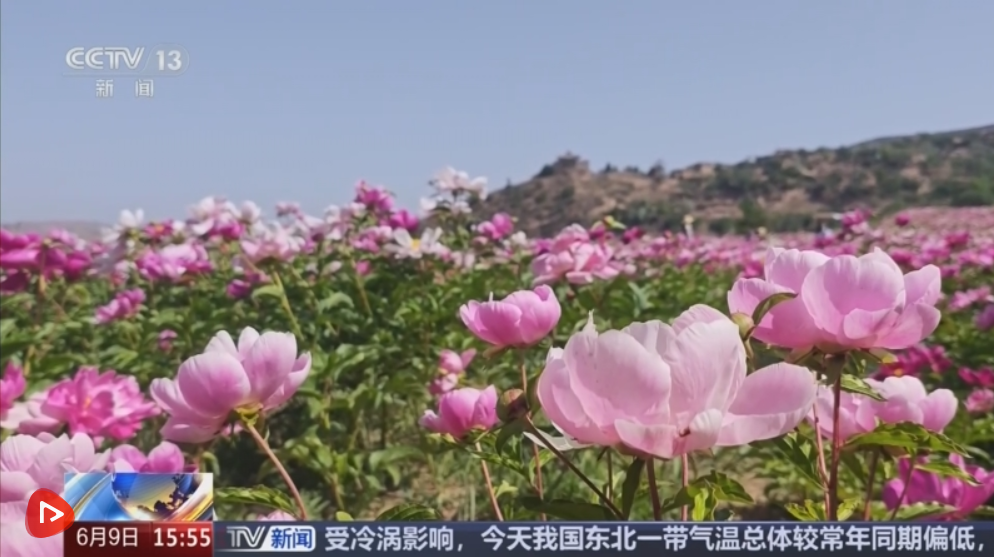 以花为媒打造农旅融合 “特色种植+山地风光”为乡村振兴添新景