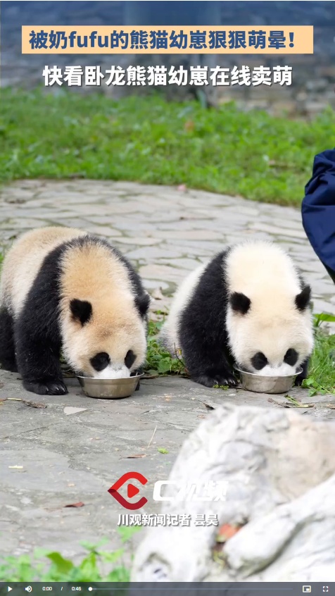 已繁育199只崽！来卧龙看大熊猫幼崽卖萌丨美丽中国行·探访大熊猫国家公园