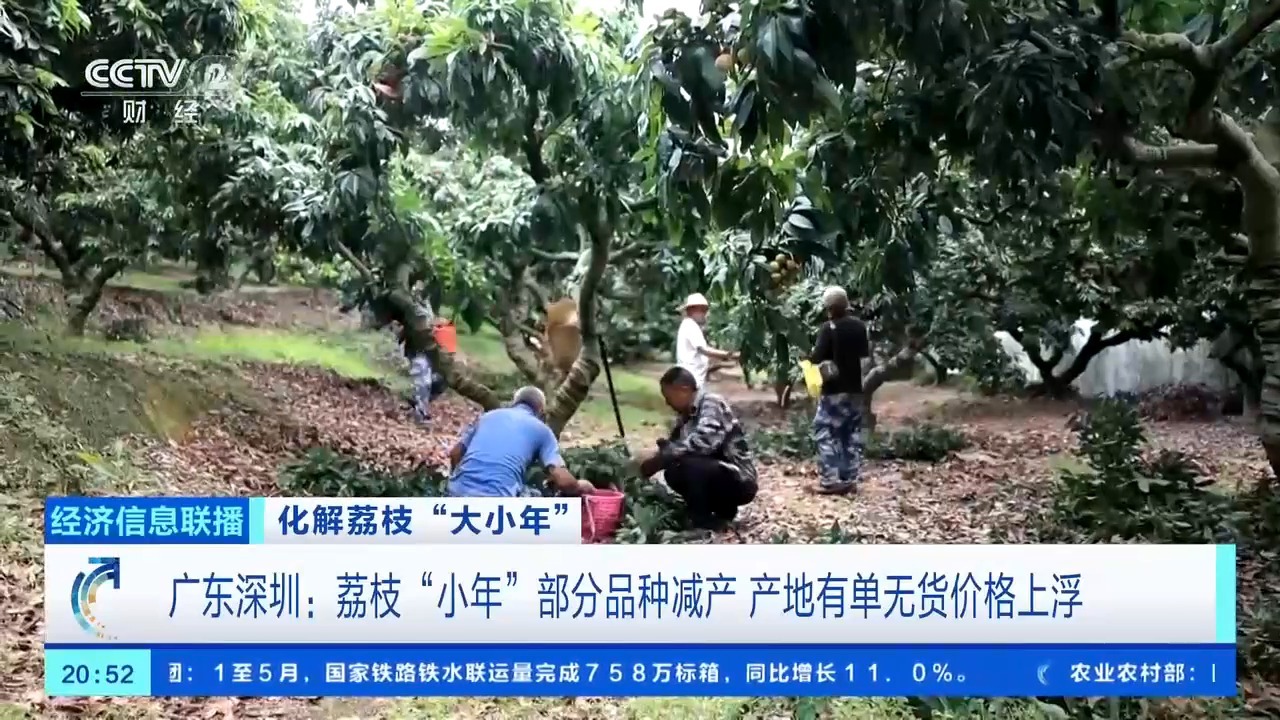 荔枝“小年”如何破局？广东茂名“荔”挽狂澜