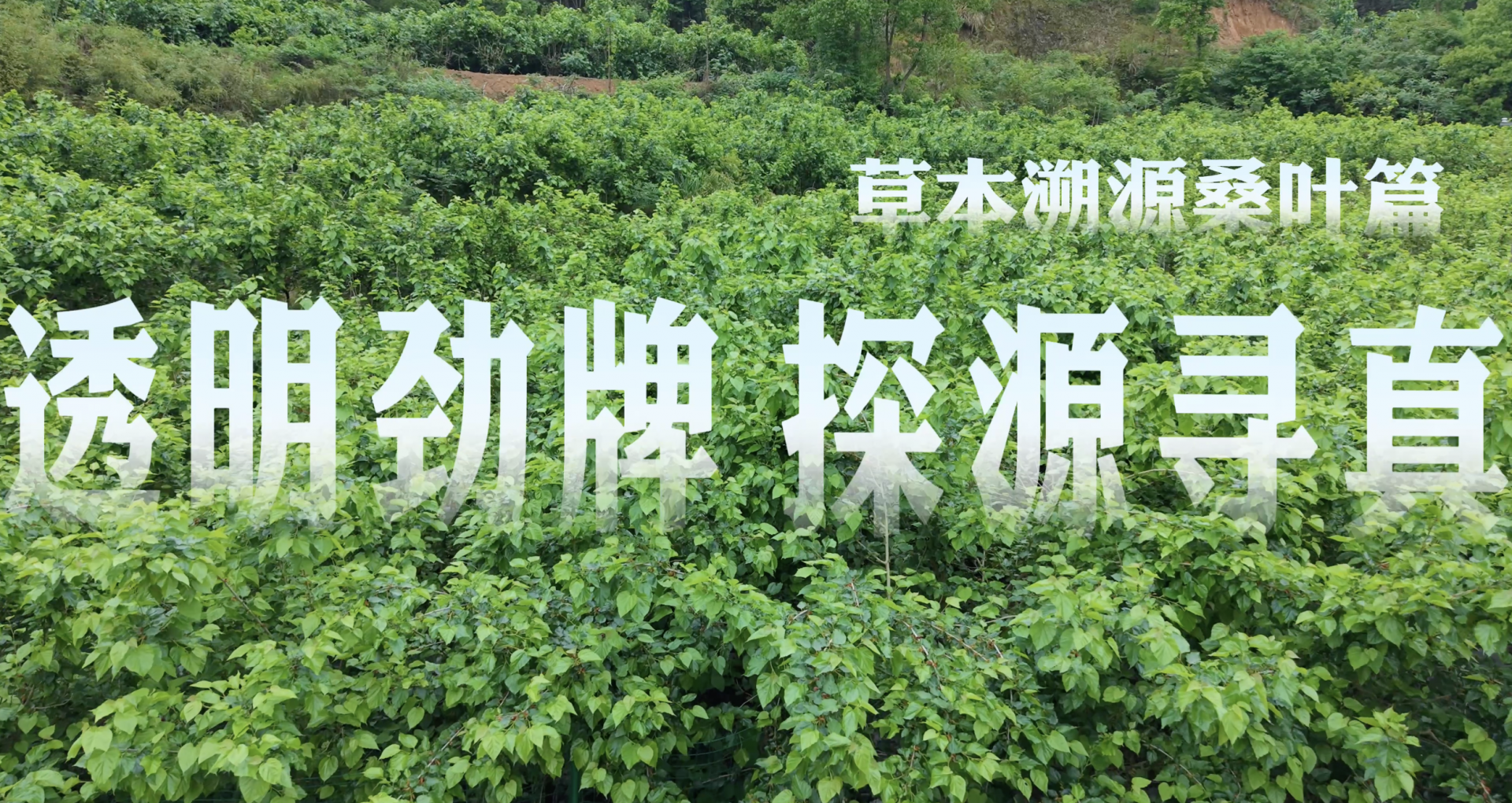 以透明初心探品质本真，劲牌2026品质溯源行首站收官