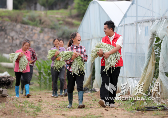 湖北荆门：“菜篮子”基地采收忙