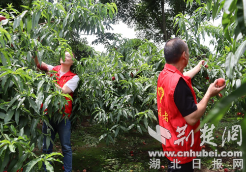 荆门市城区烟草专卖局（营销部）：桃香溢林间 志愿润心甜