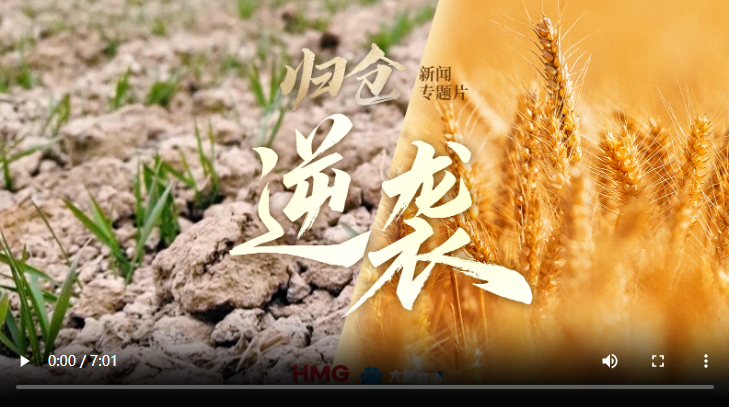 8500万亩小麦的倔强丨归仓