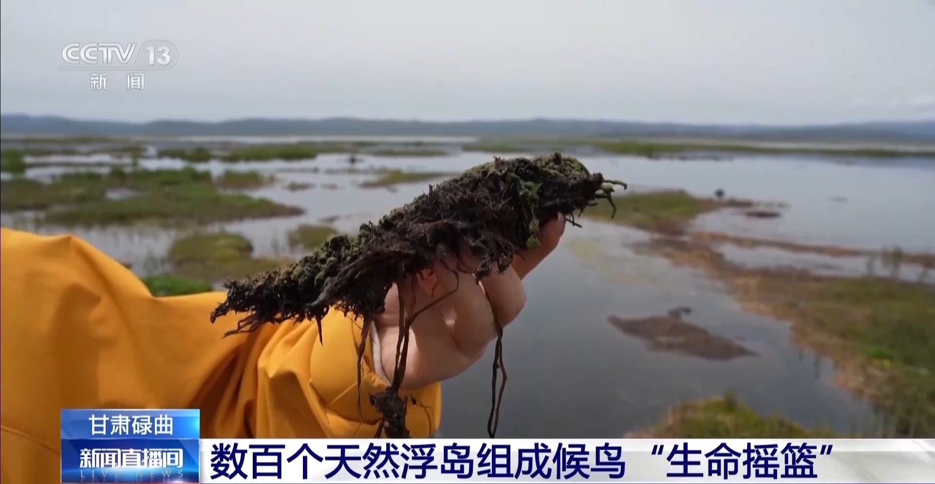 “模范夫妻”？扎堆盖房？探访尕海湿地候鸟“育儿所”
