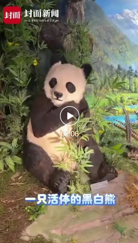 “猫熊”变“熊猫”竟然是误会？世界第一只大熊猫科学发现地告诉你答案
