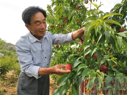 放着都市安逸生活不过，担水除草种果树，五年未曾回家吃年饭　杭州七旬富豪阳新深山打造“世外桃源”