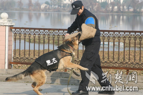 荆楚网记者探营武汉警犬基地(组图)