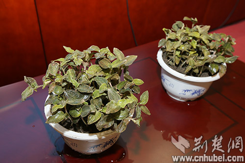 竹山成功栽培药王金线莲 或将崛起全新产业链