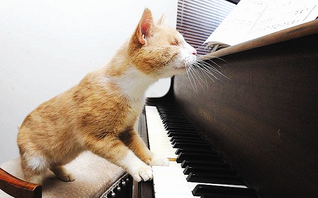 英国天才盲猫弹钢琴感知世界(图)-荆楚网 ww