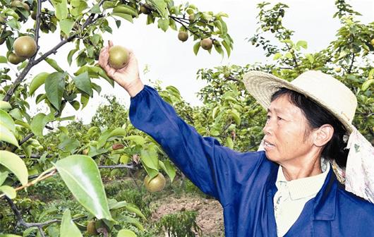 鄂城杜山黄金梨提前上市 好吃不中看销路大发